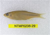 藏品(平頜鱲)的圖片